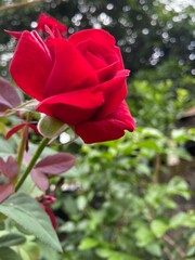 red rose in garden