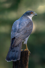 Beautiful adult of Northern Goshawk (Accipiter gentilis) on a branch in the forest of Noord Brabant in the Netherlands.                                                                                 
