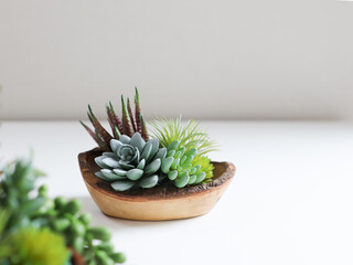 various succulent plants on a painted white desk