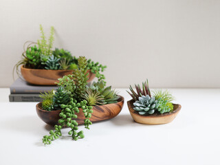 various succulent plants on a painted white desk