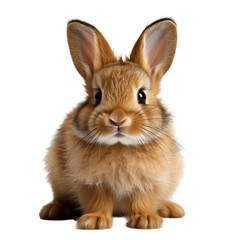 Obraz premium Cute little rabbit isolated on transparent background
