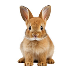 Fototapeta premium Cute little rabbit isolated on transparent background