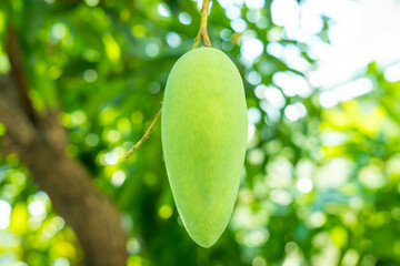 Isolated green mango hanging on a tree in a garden. Asian tropical fruit.
