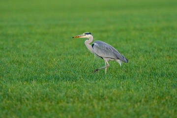 Beautiful gray heron bird walks in the grass with an insect in its beak. A natural background, grass.