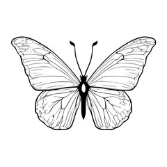 butterfly silhouette vector illustration