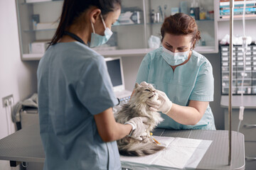 Obraz na płótnie Canvas Veterinarian in medical mask examines ear of cute grey cat with assistant in hospital