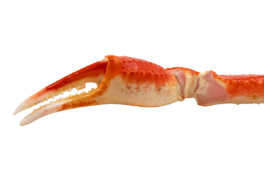 Cooked Peruvian Southern King crab leg isolated on a white background. Crab claws isolated on white background