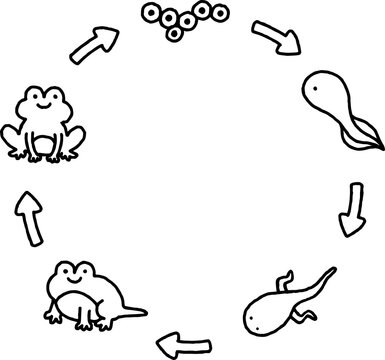 frog cycle of life doodle line