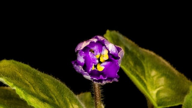 Purple flowers of Saintpaulia, commonly known as African violets. Parma violet blooms on a black background. time interval