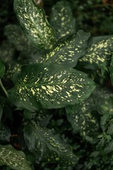 a green leaf is spotted with a small yellow dot on it