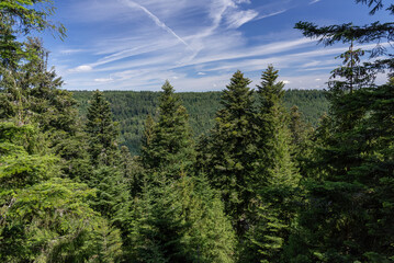 View of trees of the Black Forest from the Treetop Walk in Bad Wildbad