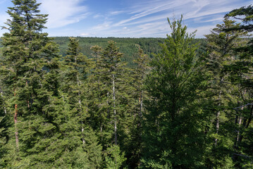View of trees of the Black Forest from the Treetop Walk in Bad Wildbad