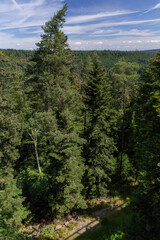 View of trees of the Black Forest from the Treetop Walk in Bad Wildbad