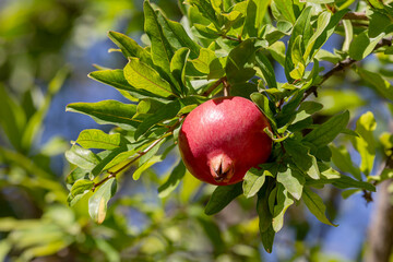 Ripening pomegranate hanging on a branch