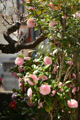 庭で咲くピンク色の椿の花