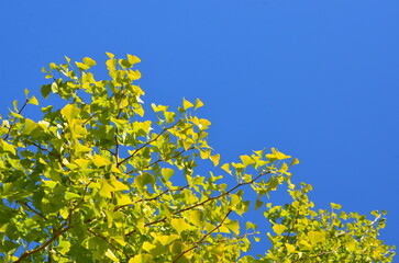 秋晴れ空とイチョウの木
