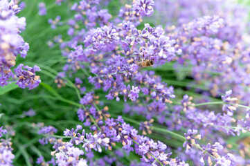 Lavender flowers in the garden and bee