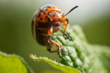 Colorado potato beetle on potato sprouts close-up
