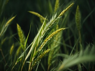 closeup of wheat ears green nature background. AI Generative
