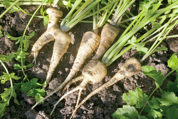 Fresh parsnip roots . Parsnip harvest on an organic farm.