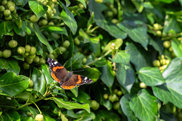 Insect Wildlife - Butterfly - Europe