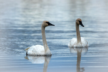 Winter Swans