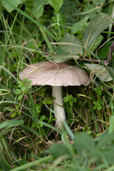 Mushroom in a garden