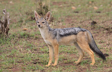 side view of silver backed jackal standing looking alert and curious in the wild savannah of the masai mara, kenya