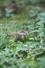 Plant with unfocused background