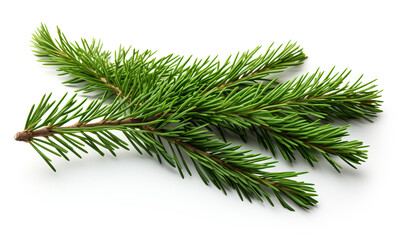 Coniferous branch on a white background.