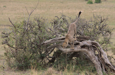 cheetah jumps down fallen tree in the wild masai mara, kenya after marking its territory