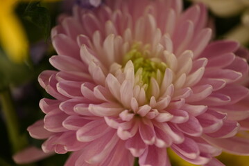 大輪の菊の花のアップ