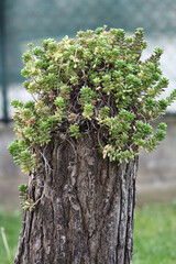 Plant with unfocused background