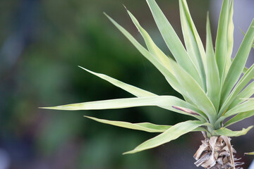 Plant with unfocused background