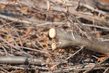 Obraz premium Countryside life