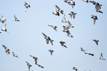 Birds flying - Powered by Adobe