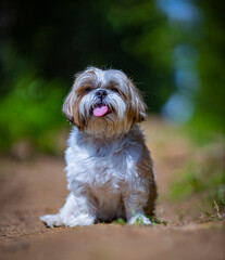 Naklejka na ściany i meble shih tzu dog sits in the green grass in the park in summer
