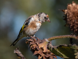 Close-up of a Goldfinch (Carduelis carduelis) perched on a sunflower eating seeds in autumn with blurred background