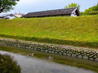 Ducks swimming in a moat (Ashikaga, Tochigi, Japan) - obrazy, fototapety, plakaty