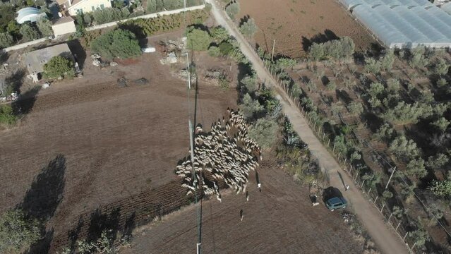Top down view of fock of sheep walking near Pachino city Siciliy, aerial
