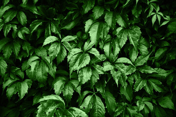 Fototapeta na wymiar Green leaves texture. Climber plant background. Creeper plant texture. Gedge bush pattern. Home outdoor decoration. Dark nature background.