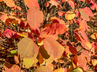 bright autumn leaves glow in the sun close-up
