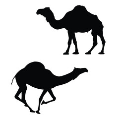 Camel Silhouette. Camel Vector Illustration.