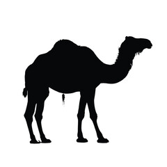Camel Silhouette. Camel Vector Illustration.