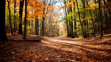 Naklejka premium Leaves forming a pathway through the woods,autumn in the forest