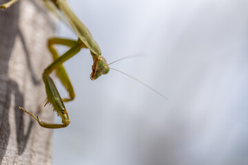 カマキリ