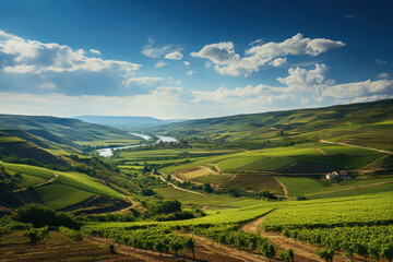 Fototapeta premium Vineyard during harvest season with ripe wine grapes as panorama background.