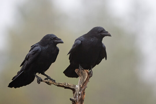 Two ravens on a tree trunk early in the morning mist