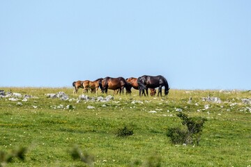 Horses standing in a grassy field with rocks scattered around,  grazing on the lush vegetation