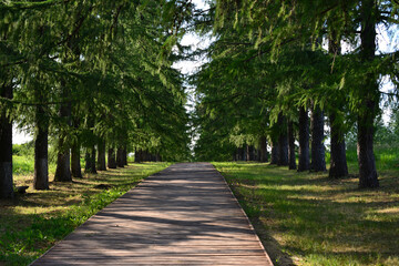 wooden path in the larch tree alley isolated copy space  